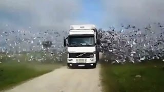 ► Un gros lâcher d'oiseaux depuis un camion !