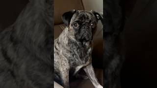 TEASING PUG❣️🤣 #dog #funny #cute