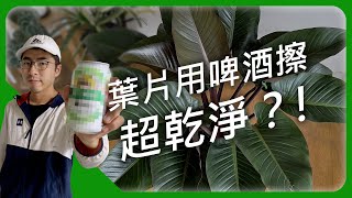 用啤酒擦葉片更亮？葉片上的水垢解決小妙招 #植得聊聊 |宅栽|