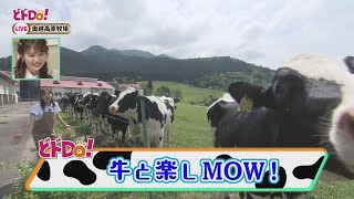 にじパレ どドDo！ 奥越高原牧場で牛と楽しMOW！