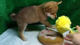 豆柴子犬6/6　女の子♀1　摂州宝山荘　mameshiba dog Puppy （mame shiba inu)