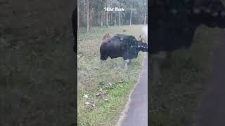 giant bison in the middle of the road. #shorts #wildlife