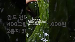 4/21일 완도 건미역 엄청 싱싱하고 맛있습니다! 인기대박!