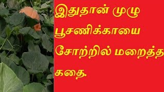 இதுதான் முழு பூசணிக்காயை சோற்றில் மறைத்த கதை.