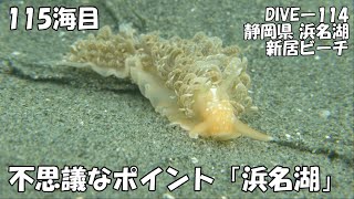 【ダイビング】静岡県浜名湖　未知の領域「浜名湖ダイビング」（’２０年１１月　１１５海目）