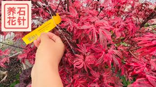 五月特殊日枫的新叶（上集）Harpers - Special Japanese Maples 1