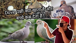 Dove पक्षी के बारे में पूरी जानकारी बच्चे कब देते हैं यह और क्या खाते हैं यूट्यूब पर पहली बार