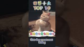 《世界十大最適合公寓生活喵喵》Top 10 Best Cats for Apartment Living in the world #shorts #short #ai