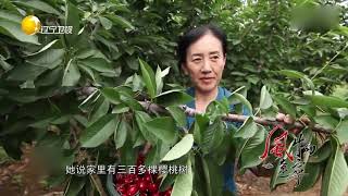 小山村家家户户种植樱桃树，满面笑容把财富带回家！