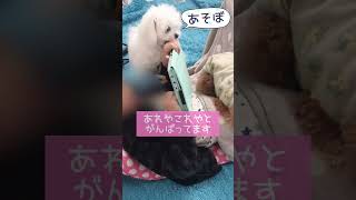 あたちと遊んでよー🐶がんばる子犬【トイプードル\u0026チワマル】 #マルチーズ #チワワ #犬のいる暮らし