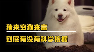 俗话说“猪来穷狗来富，猫来头上顶白布”是啥意思？有科学依据吗