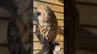 Tawny Owl ‘Talking’ 🦉 #shorts