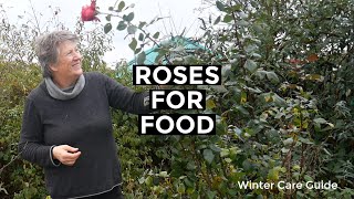 Winter Rose Care | Winter Pruning| Roses As A Food Crop