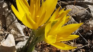 Κίτρινη Στερνμπέργκια (Sternbergia lutea) στολίζει τη βραχώδη κορυφή της Κιάφας στη Μάνδρα Αττικής