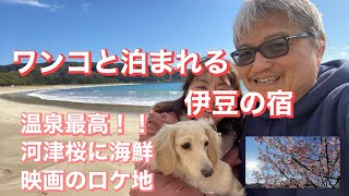 ワンコと泊まる伊豆の温泉宿　シニア夫婦にオススメの伊豆旅行