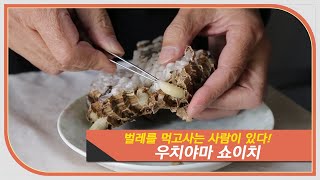 쇼킹재팬 #29 벌레를먹고사는 사람이 있다? 곤충요리 전문가