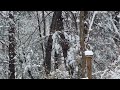 2018 02 22 snowing in the woods