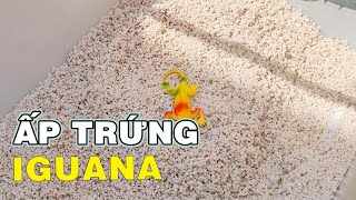 Vệ Sinh Và Chuẩn Bị Cho Bước Thu Hoạch Trứng Iguana | Nam Ngô