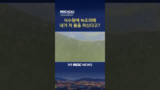 극한 폭우에 폭염까지.. '녹조라떼' 빨라졌다