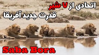 با اتحاد نوظهور آفریقا شیرهای سابابورا آشنا شوید | Saba bora