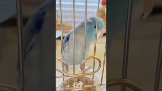 『いただきまーす！』お行儀のいいインコ　# マメルリハ #おしゃべりインコ #shorts