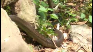 Huge, enormous and poisonous snake | Scary | जहरिला साँप | डरलाग्दो र बिषालु सर्प #shorts