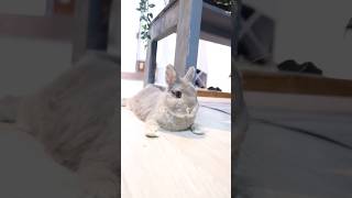 ベンチの横で寛ぐうさぎさん #うさぎ専門店 #rabbit #うさぎ #bunny