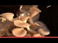 Growing Bbalone Mushrooms At Home - Easy With Multiple Harvests | Nana Garden Ideas