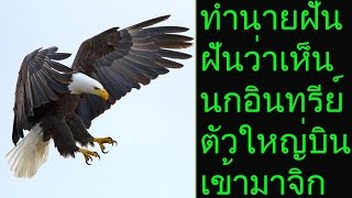 ฝันว่าเห็นนกอินทรีย์ตัวใหญ่บินเข้ามาจิก (พร้อมเลขเด็ด)