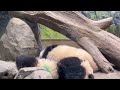 いつも仲良しシャオくんとレイちゃん🐼😊　3月28日 ueno zoo giant panda