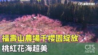 浪漫限定！　福壽山農場千櫻園綻放　桃紅花海超美｜華視新聞 20240214