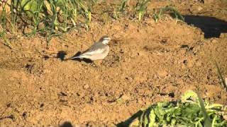 Wagtails in the Field