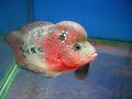 高雄 山水水族量販 金花羅漢12~15cm 已售