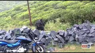 COONOOR BEARS PLAYING IN THE RAIN