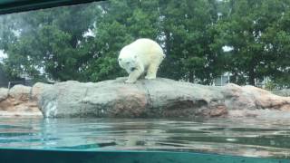 ホッキョクグマの食事タイム（豊橋総合動植物公園／のんほいパーク） 2017年8月5日