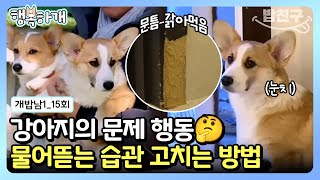 [#행복하개] 강아지 물어뜯는 습관 고치는 방법! 강아지 훈련장에 방문한 대중소, 달라질 수 있을까? | 개밥 주는 남자 시즌1 15 회