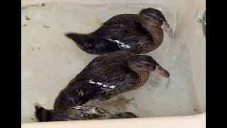 More Dutch Hookbill Ducklings in a Bathtub