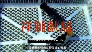 如何挑選好金魚(How to choose a good goldfish?)-中國獅頭(Chinese oranda)