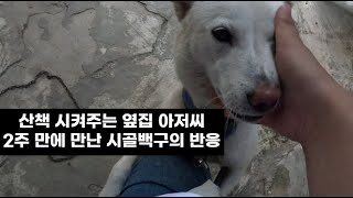 산책 시켜주는 옆집 아저씨 2주 만에 만난 시골 백구의 반응