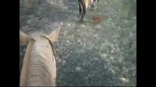 Life in Banff: Horseback Riding Across Stream