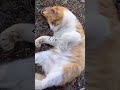 可愛い猫のチャンス1歳のお誕生日おめでとう♪ shorts 猫