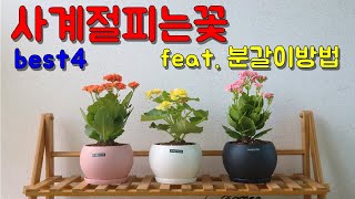 사계절피는꽃 카랑코에 베고니아 제라늄 안스리움 feat. 분갈이방법