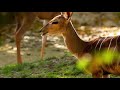 Animals of Nyala