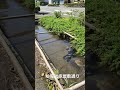 街中を泳ぐ鯉　koi fish swimming in town