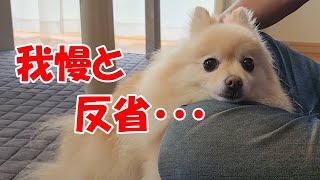 飼い主に怒られて反省するポメラニアン。