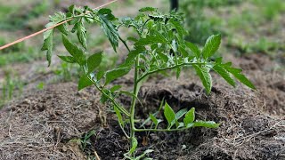 Do my tomatoes have excessive nitrogen? Let's see.