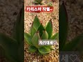 쪼꼬다육 카리스마 짱 신상 succulent 多肉植物 다육식물 차기대세