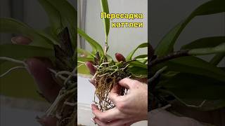 #данапротасова #orchid #orchideen #орхидеи #каттлея #пересадкакаттлеи #породистыефаленопсисы