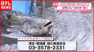 【巨大ナマズ】12年ぶりに“池の水”抜き生態調査で捕獲  東京・港区