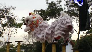 丹马安满关圣宫龙狮体育会 Kun Seng Keng Lion and Dragon Dance Association